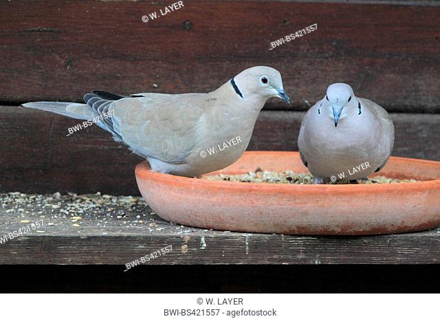 collared dove (Streptopelia decaocto), two collared doves at the feeding place, Germany