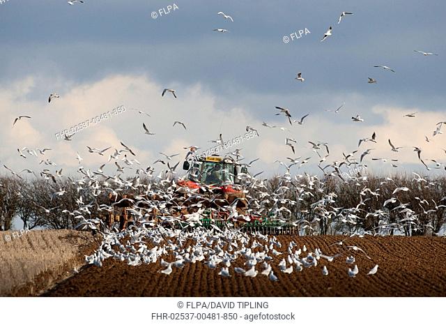 Black-headed Gull Larus ridibundus flock, winter plumage, following tractor ploughing stubble field, North Norfolk, England, february
