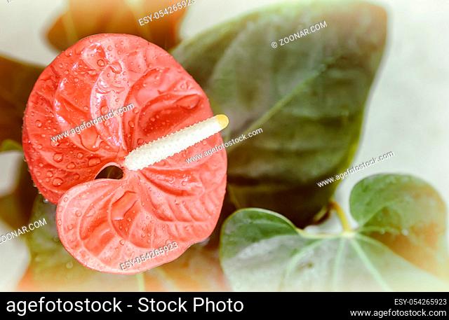 Among the leaves so green, flowers large beautiful red flower Anthurium. Presents closeup