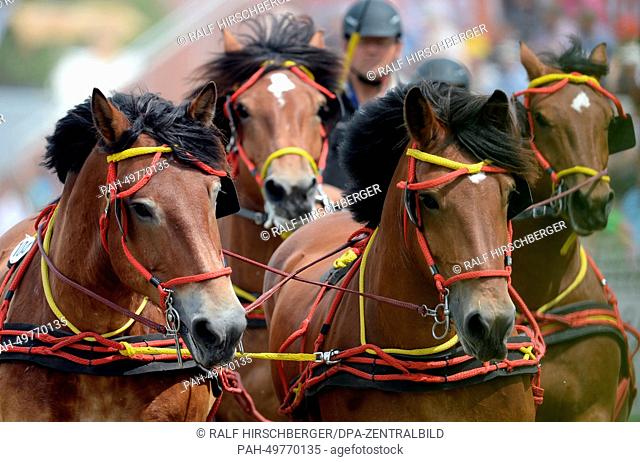 The four-horse cart of Bernhard Knoche is seen during the hurdle race for four-horse carts in Brueck,  Germany, 28 June 2014