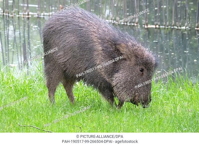 17 May 2019, Saxony, Leipzig: A Chaco-Pekari, a South American species of umbilical pigs, runs across a meadow in the South American enclosure of Leipzig Zoo