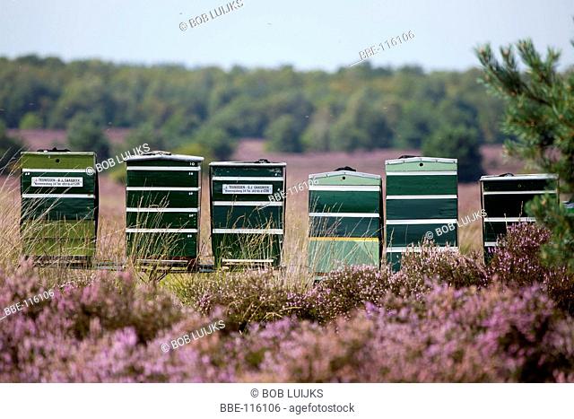 Beehives between the flowering heather at the Elspeetsche Heide