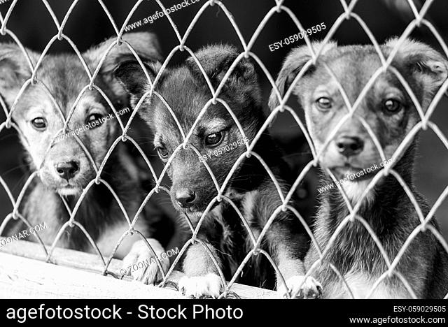 Black and white photo of dogs at the homeless dog shelter. Abandoned dogs