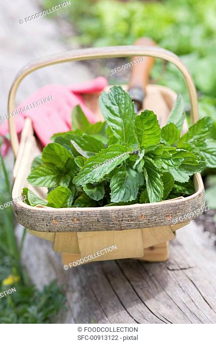 Fresh mint in a wooden basket