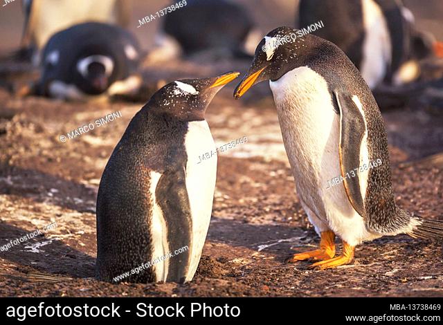 Gentoo penguins (Pygoscelis papua papua), Sea Lion Island, Falkland Islands, South America