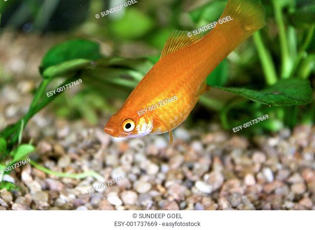 Xiphophorus maculatus red swordtail fish in an Aquarium Tank