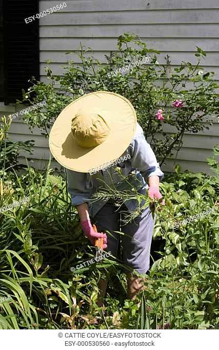 Woman working in her garden  MR