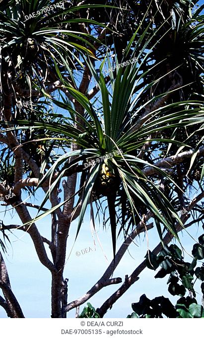 Pandanus branches with fruits (Pandanus odoratissimus), Pandanaceae