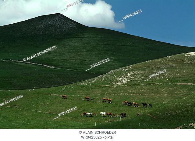 Group of horses grazing in a national park, Monti Sibillini National Park, Umbria, Italy