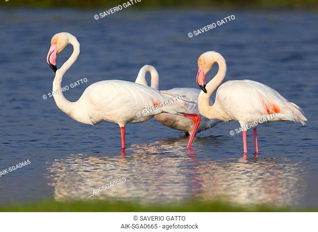 Greater Flamingo (Phoenicopterus roseus), Adults standing in the water, Salalah, Dhofar, Oman