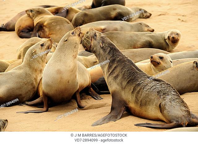 Brown fur seal (Arctocepalus pusillus pusillus). Sea lion colony in Cape Cross, Namibia