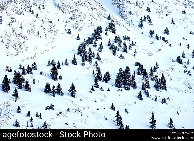 A pattern of evergreen trees on a snowy moutain side in winter