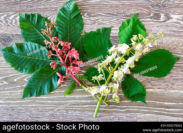 Rote und weiße Kastanienblüten für die Bachblütentherapie red and white chestnut blooms for bach flower remedies