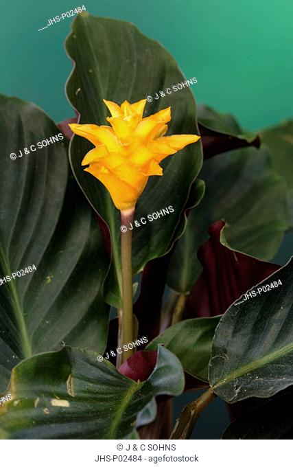 Calathea, Calathea crocata, Germany, bloom