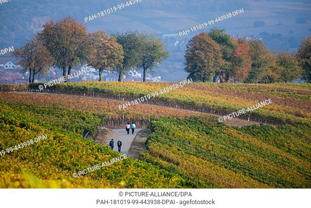 19 October 2018, Bavaria, Volkach: The vineyards around the Mainschleife near Volkach are coloured in autumn. Photo: Nicolas Armer/dpa