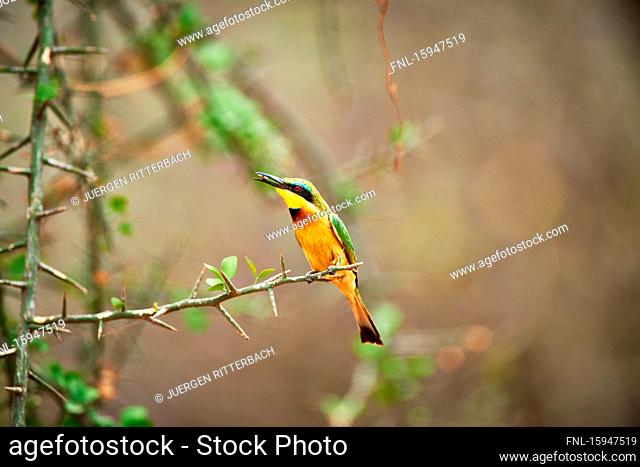 Little bee-eater, Merops pusillus, Lake Manyara National Park, Tanzania, East Africa, Africa