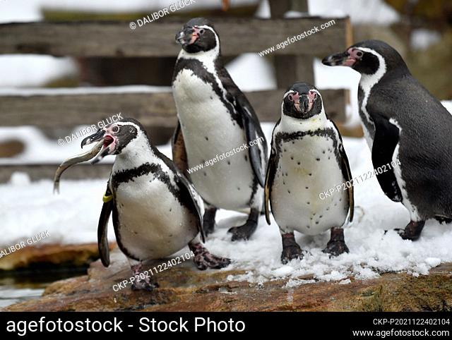 Christmas feeding of Humboldt penguins (Spheniscus humboldti) at the Zlin Zoo, Czech Republic, on December 24, 2021. (CTK Photo/Dalibor Gluck)