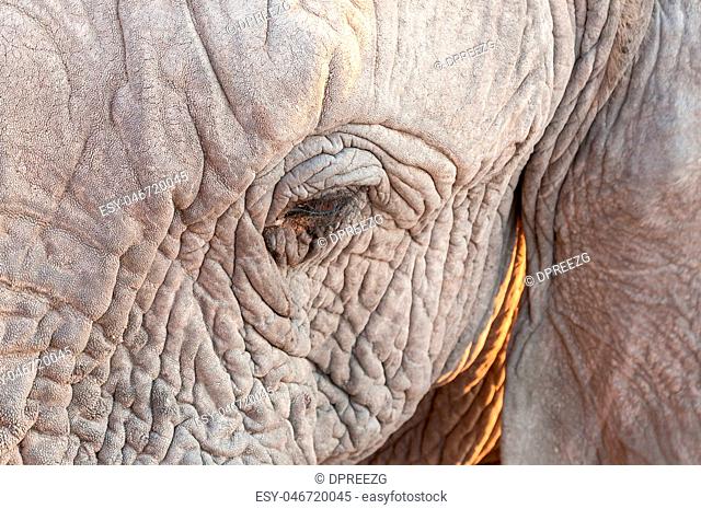 Close-up of eye of African elephant in Northern Namibia
