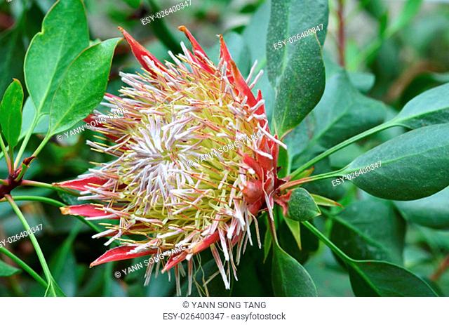 South African plant Protea cynaroides. also known with common name King Sugar Bush