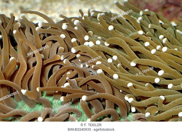 Long Tentacle Plate Coral (Heliofungia actiniformis), close-up view of the tentacles