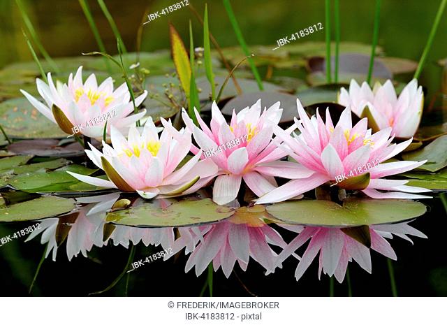 Pinky white water lilies (Nymphaea sp.) with reflection in the water, North Rhine-Westphalia, Germany