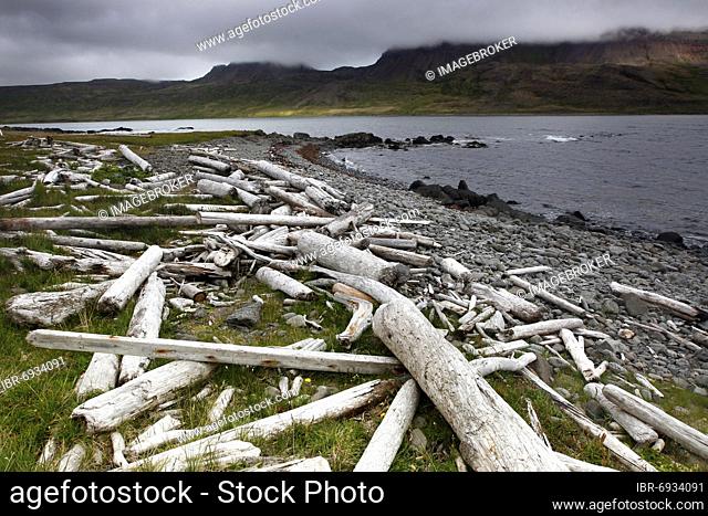 Driftwood, Beach, Fjord, Strandir Peninsula, Vestfirðir, Westfjords, North-West Iceland, Iceland, Europe
