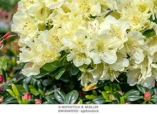 Keisuke's Rhododendron (Rhododendron keiskei 'Patty Bee', Rhododendron keiskei Patty Bee), cultivar Patty Bee