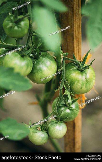 Green Growing Organic Tomato. Homegrown Tomatoes In Vegetable Garden