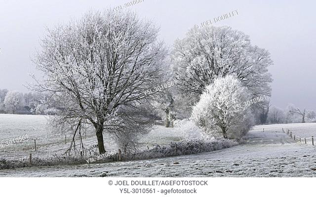White frost on the countryside in winter, wooded banks of the river Mayenne (North Mayenne, Loire country, France). . . Pays de la Loire; France; winter