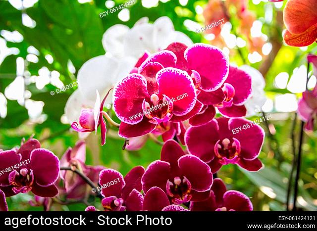 Orchid flower, pink Phalaenopsis. Tropical floral background