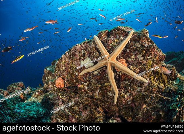 Blue Starfish, Phataria unifascialis, La Paz, Baja California Sur, Mexico