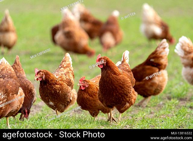 Domestic chicken, free range chickens in a meadow, Germany