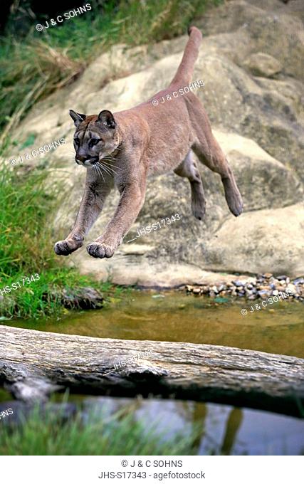 Mountain Lion, (Felis concolor), adult jumping at water, America