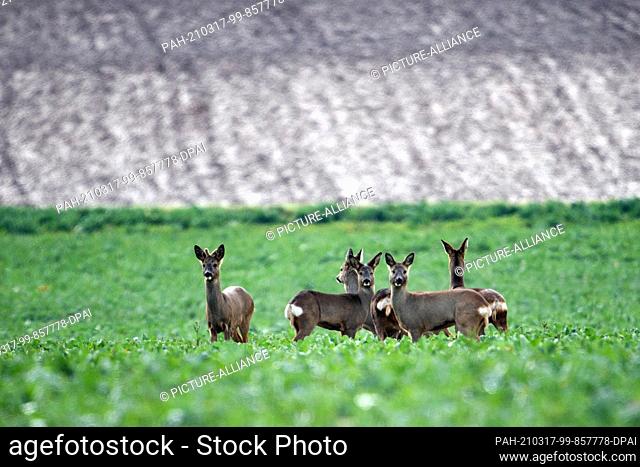 17 March 2021, North Rhine-Westphalia, Stommeln: Deer stand on a field near Stommeln. In the coming days the weather in North Rhine-Westphalia will be...