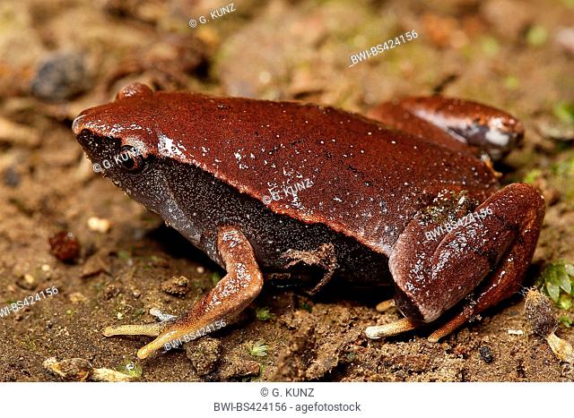 Southern Narrow-mouthed Toad, Nicaragua narrowmouth, Southern narrowmouth toad (Gastrophryne pictiventris), sitting on the ground, side view, Costa Rica