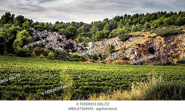 Grapevines, summer, La Clape Limestone Massif, Aude Department, Occitanie Region, France