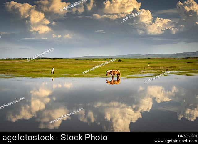 Reflection of horses in water, green pasture, Bulgan province, Mongolia, Asia