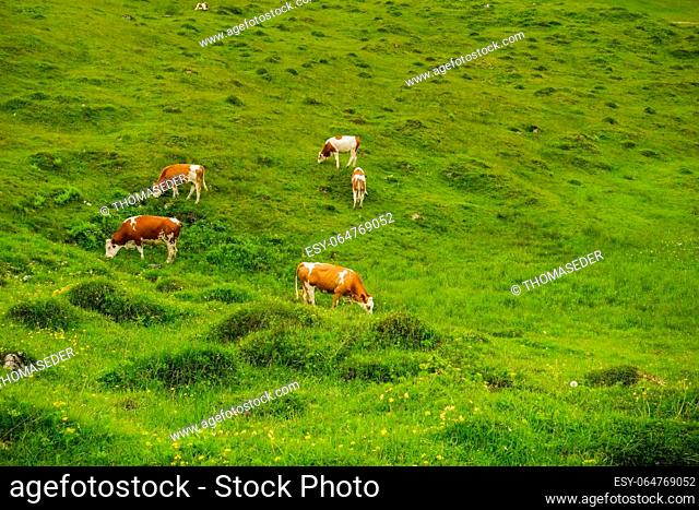 lot of cows eating grass on a fresh green meadow with lot of little hills during hiking