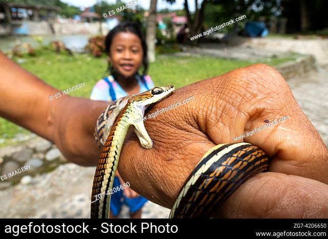 Local man demonstrates a (harmless) snakebite to children, Sumatra, Indonesia