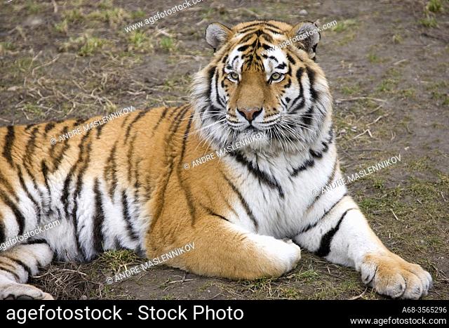 Bengal tiger in Kolmården Zoo. Sweden. Photo: André Maslennikov