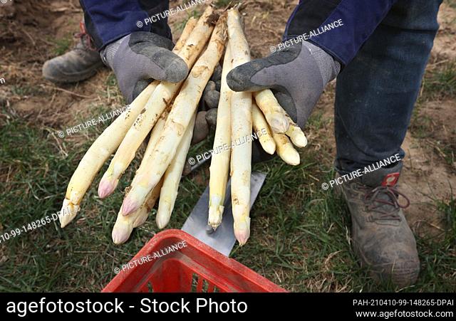 09 April 2021, Bavaria, Grettstadt: Norbert Reinhart holds up freshly cut asparagus in his asparagus field. Photo: Karl-Josef Hildenbrand/dpa