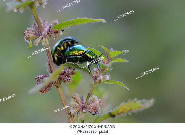 Mint Leaf Beetles