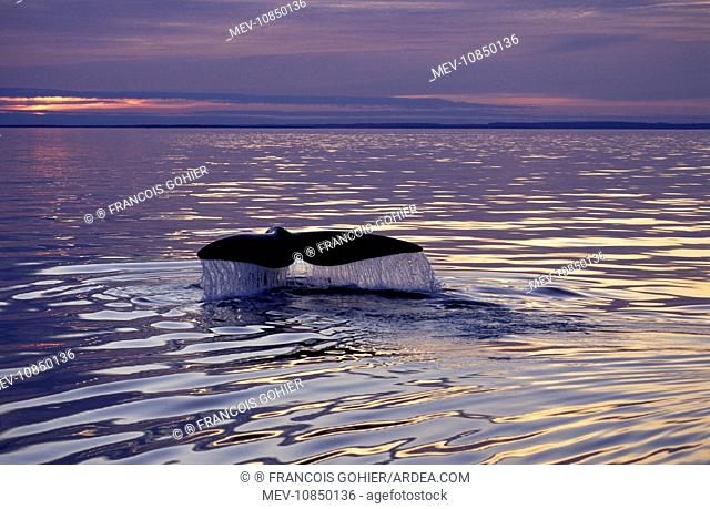 Northern Right Whale - Tail above water (Eubalaena glacialis). Bay of Fundy, New Brunswick, Canada