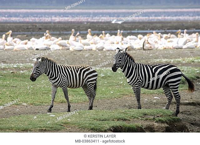 Böhm-Steppenzebras, Equus quagga boehmi, at the side, shores, series, Africa, Kenya, Nakurusee, wildlife, wilderness, Wildlife, animals, mammals, game-animals