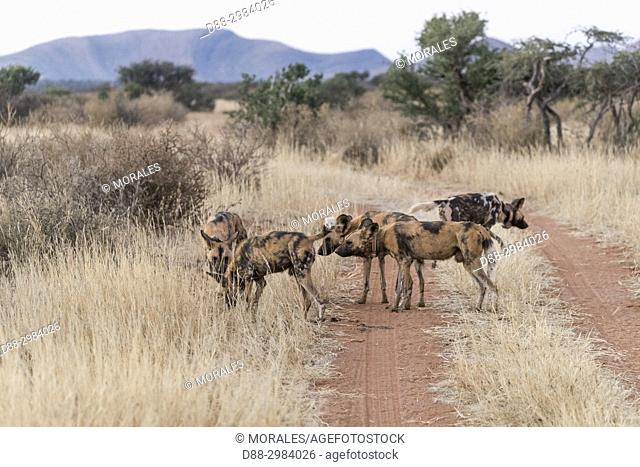 Africa, Southern Africa, South African Republic, Kalahari Desert, African wild dog or African hunting dog or African painted dog (Lycaon pictus), adults