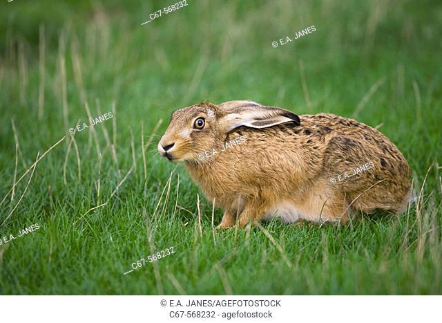 Brown Hare (Lepus europaeus). Chilterns, Buckinghamshire, UK