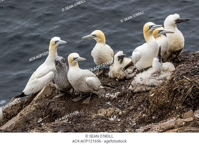 Northern Gannet, Morus bassanus, chick with parent at Cape St. Mary's ecological reserve, Newfoundland, Canada, chicks at different stages of development