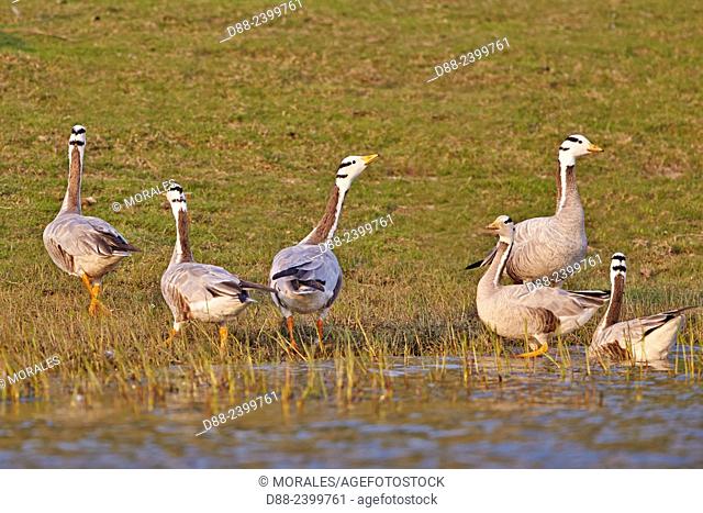 Asia, India, Uttar Pradesh, Chambal river, Bar-headed goose (Anser indicus), group feeding on the ground