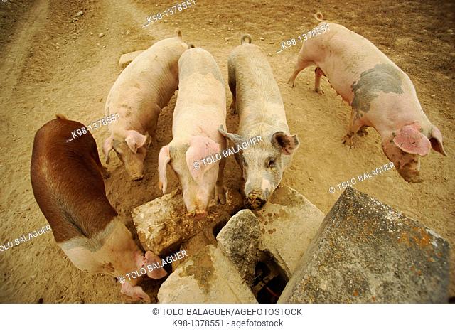 Ariany pigs Mallorca Illes Balears Es Pla Spain