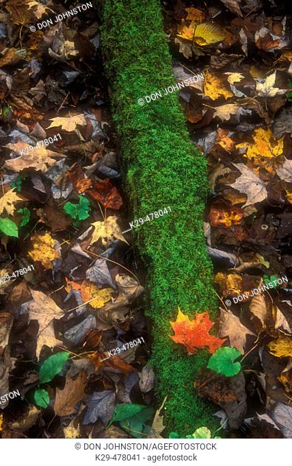 Moss colony on log on woodland floor. Great Smoky Mountains NP, Tennessee. USA